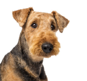 small airedale terrier