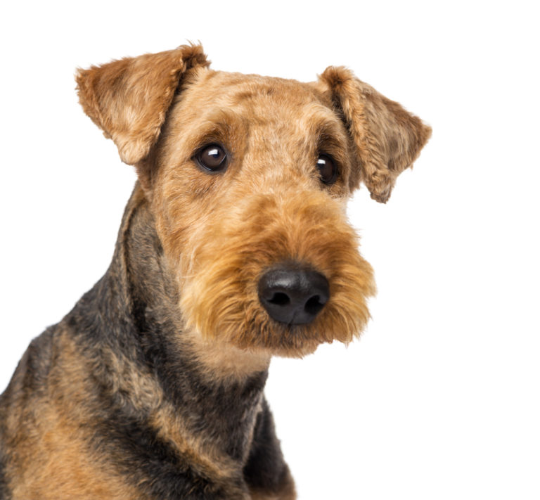 Airedale Terrier – Dogs