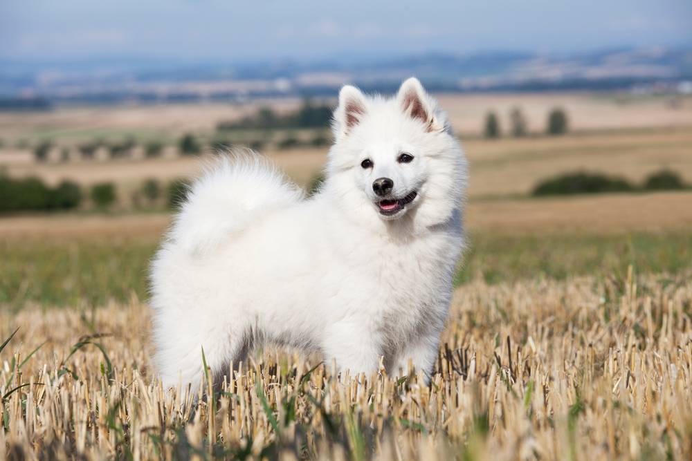 German Spitz Klein Dogs