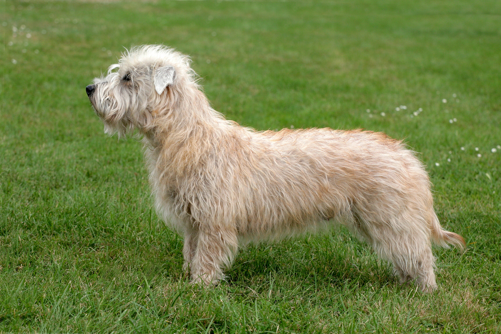 Glen Of Imaal Terrier – Terrier – Dogs