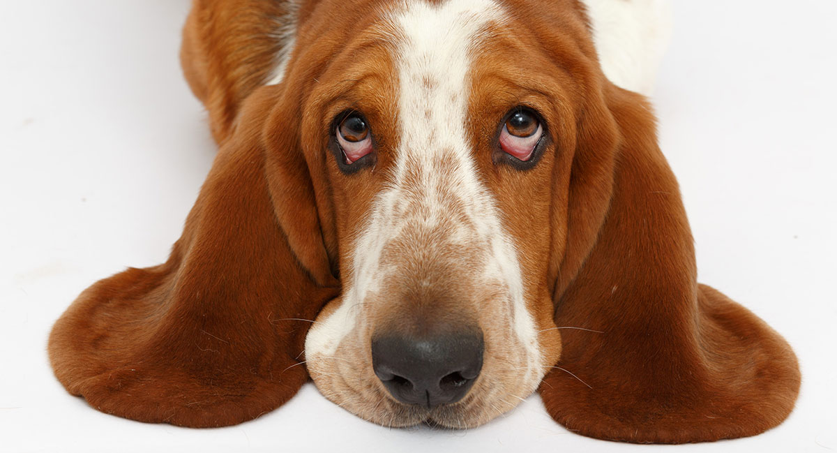 Basset Hound – The Original With The Sad Eyes – Dogs