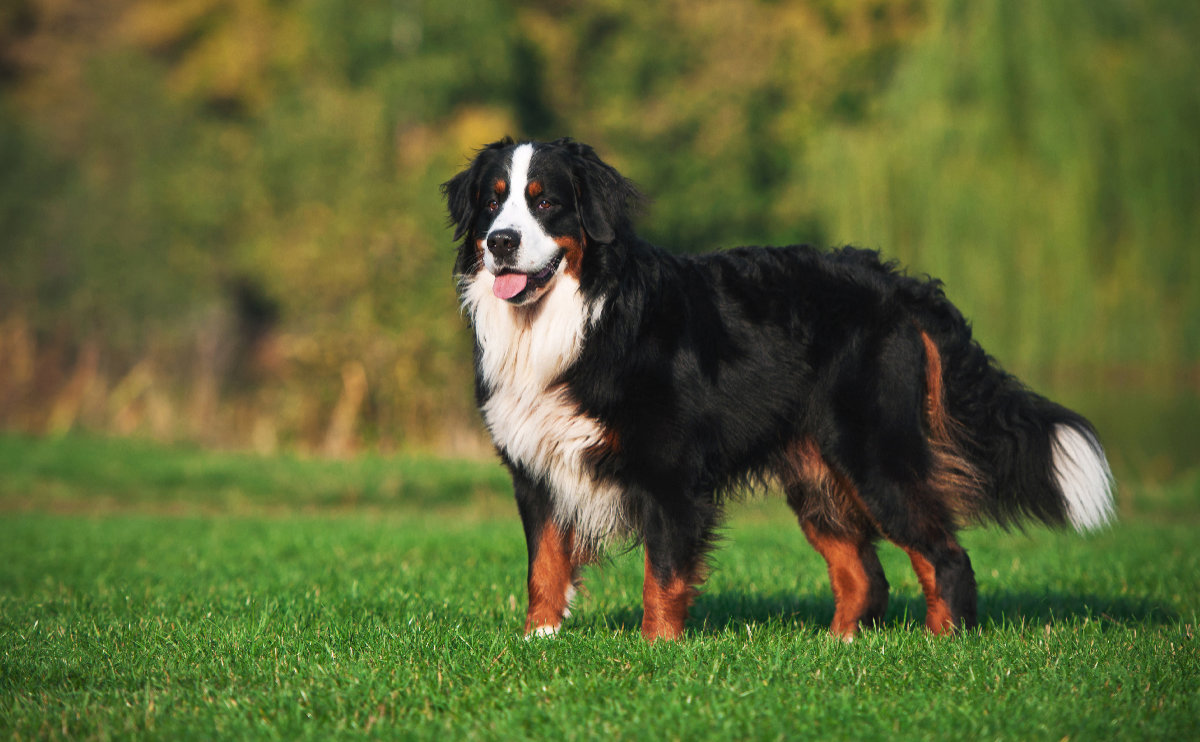 Bernese Mountain Dog – The Original Swiss Working Breed – Dogs