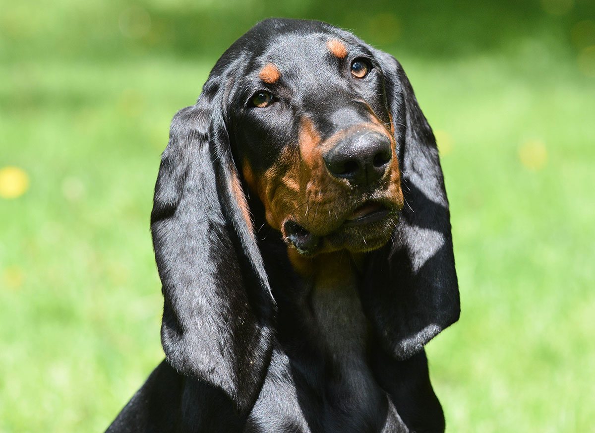 Black & Tan Coonhound – A Racoon’s Worst Nightmare – Dogs