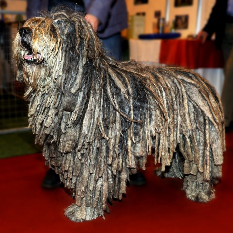 Bergamasco – The Dreadlocked Italian Sheepdog – Dogs