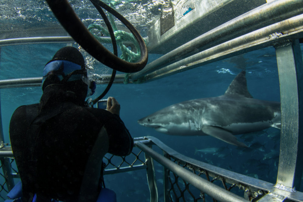 The Great White Shark The Oceans Apex Predator – Education