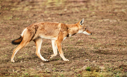 Five of the World’s Rarest Canines – Education