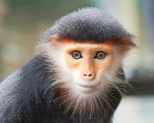 Five of the World’s Most Spectacular Monkeys – Education