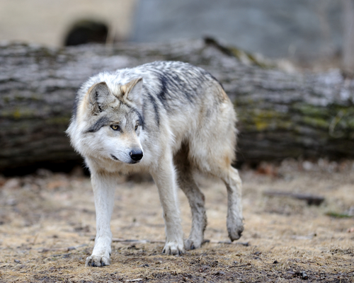 Five of the World’s Rarest Canines – Education