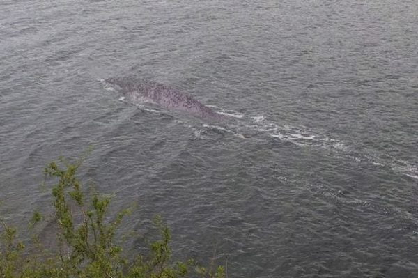 Real or Fake? Loch Ness Monster Found? | Entertainment