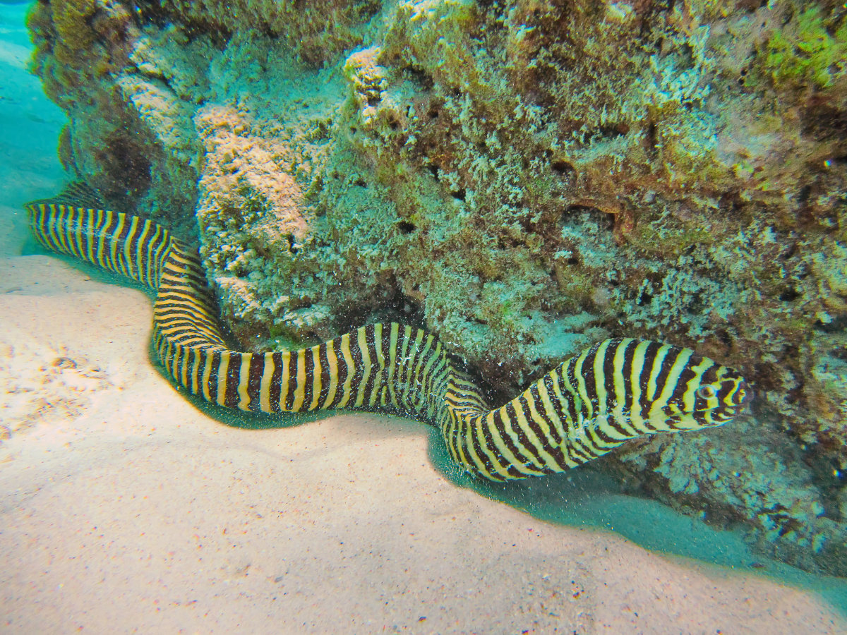 By Keng666 Zebra Moray – Pets