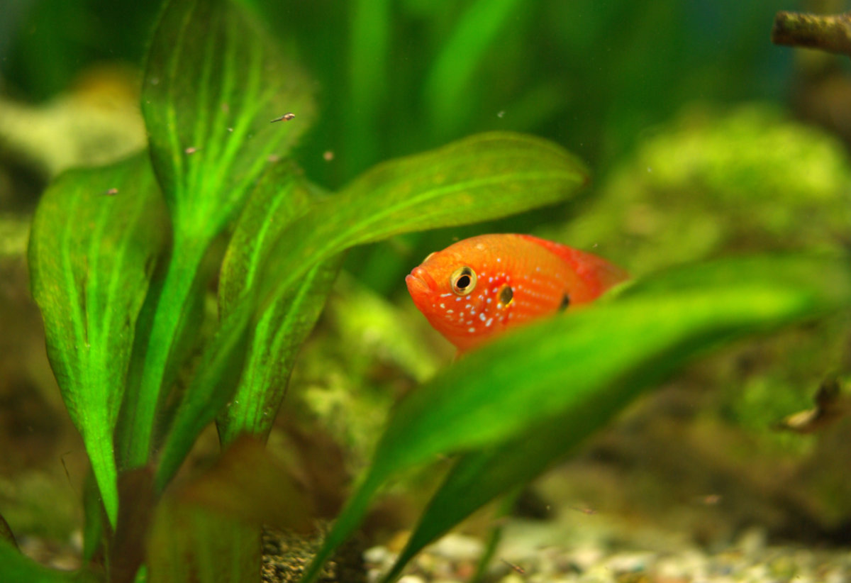 fish-hiding-in-the-plants-pets