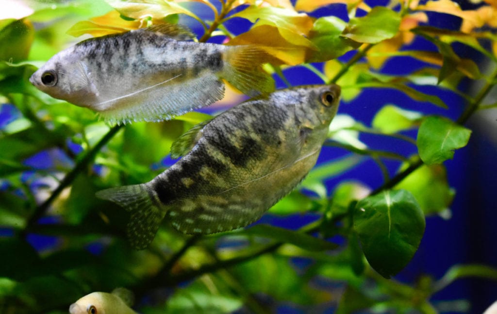 pair of Gouramis – Pets