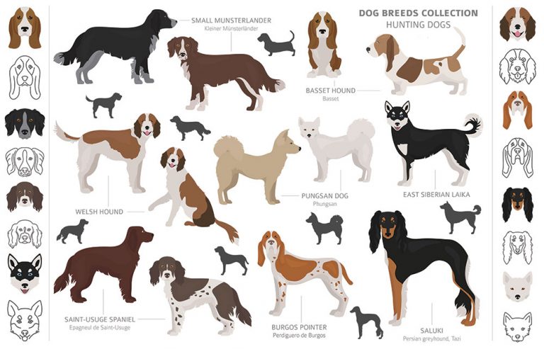 dog-breeds-of-the-american-kennel-club-sporting-group-pets